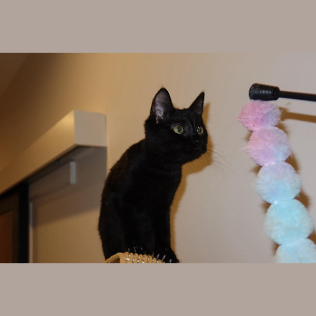 Photo of Velvet
