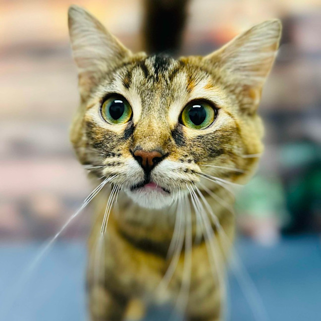 Photo of Celeste   Located In Preston 