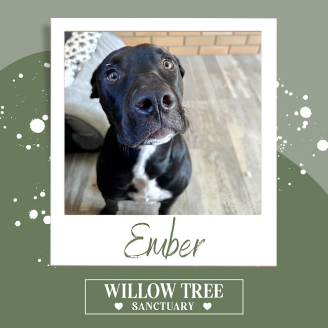 Photo of Ember