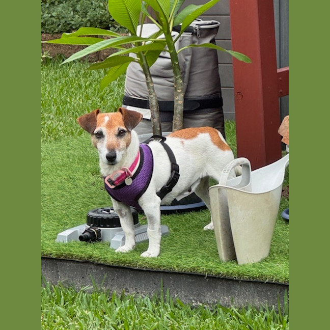 Photo of Dot (& Dash)