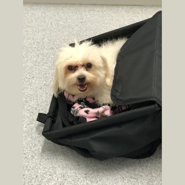 Photo of D1065 Pearl