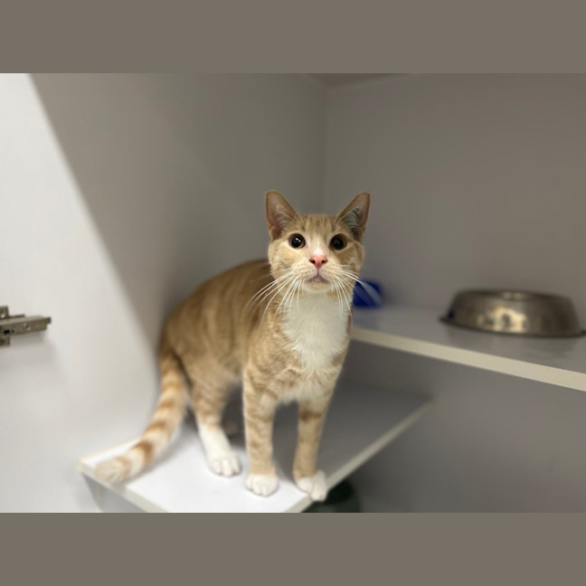 Photo of Jet