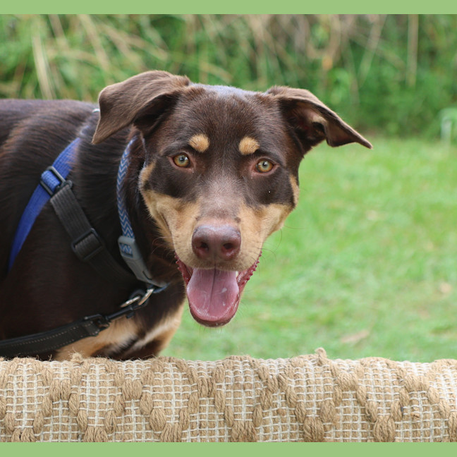 Photo of Blue
