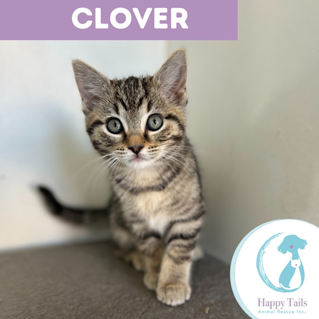 Photo of Clover