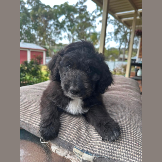 Photo of Luna