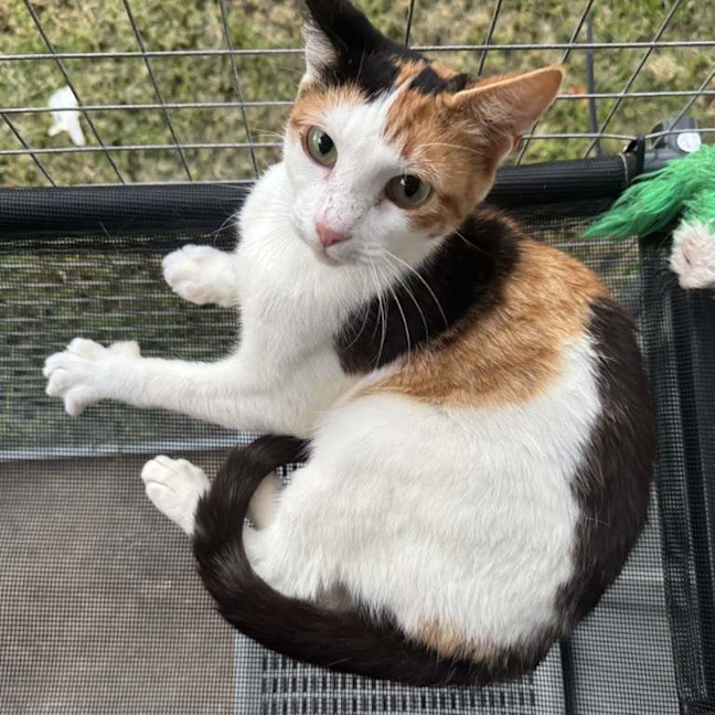 Photo of Princess