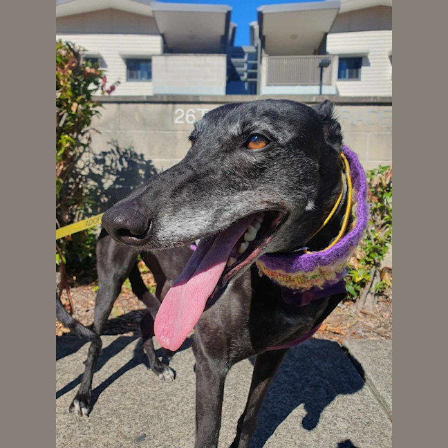 Photo of Yoko, The Greyhound