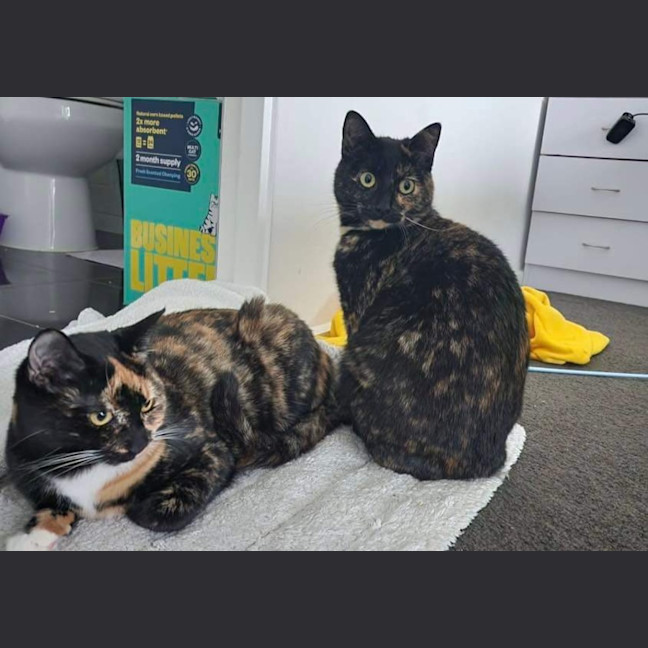 Photo of Duchess & Marie 👑🎀