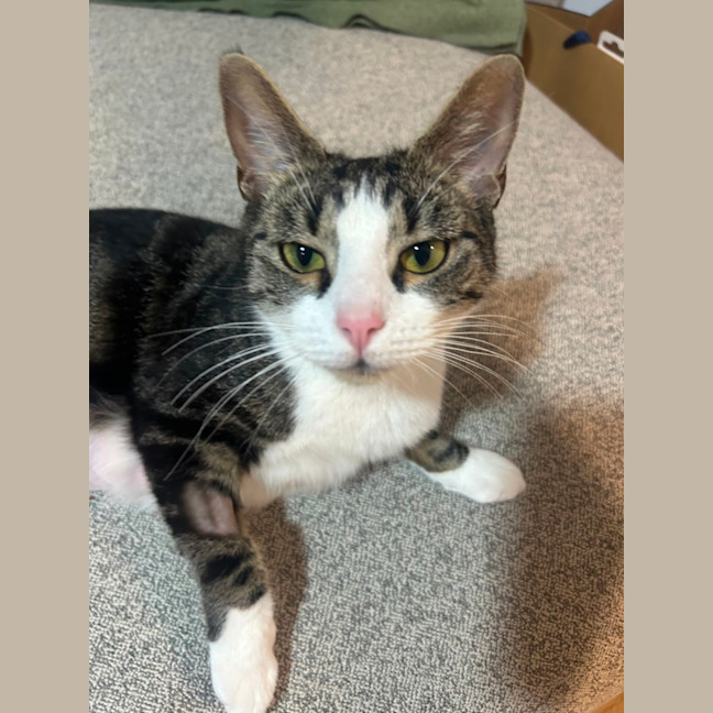 Photo of Blair Waldorf