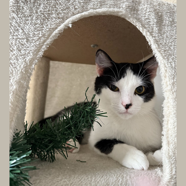 Photo of Panda Scott