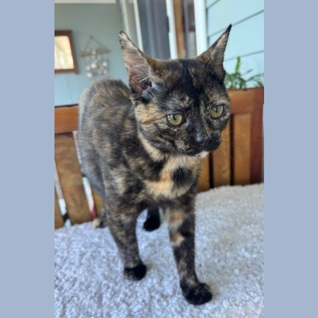 Photo of Daisy
