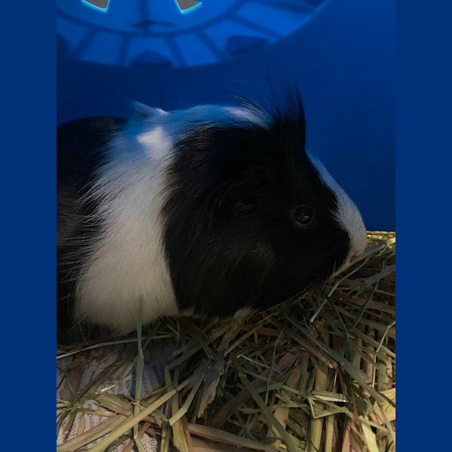 Photo of Minnie