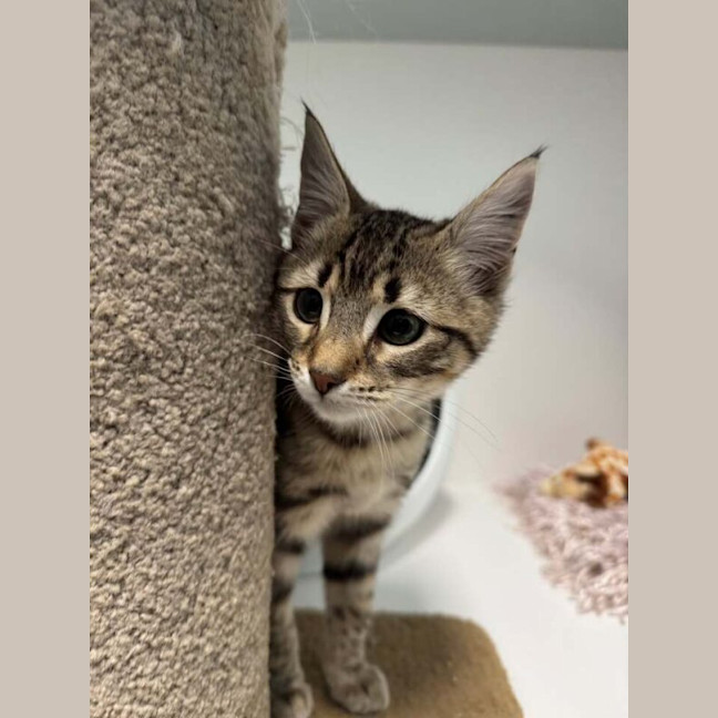 Photo of Tez Nee Sammy