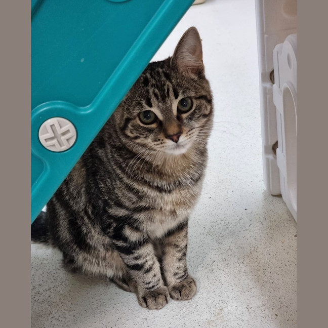 Photo of Fizz
