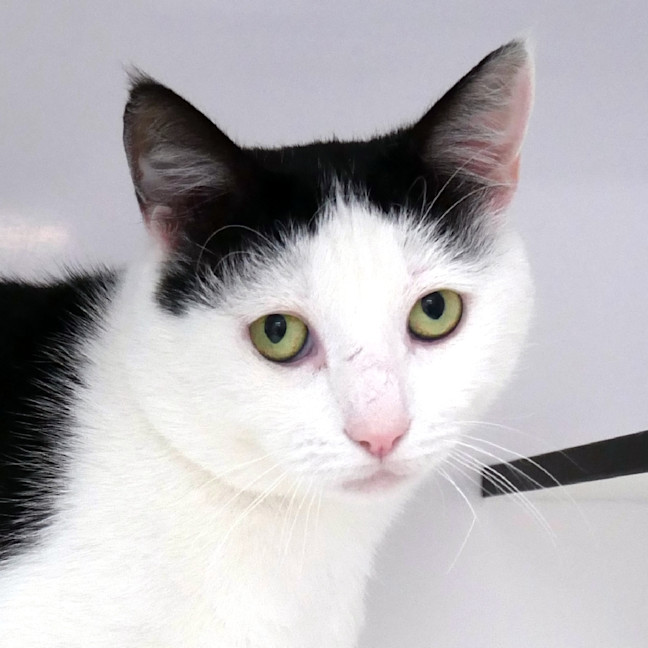 Photo of Spook Sta014211