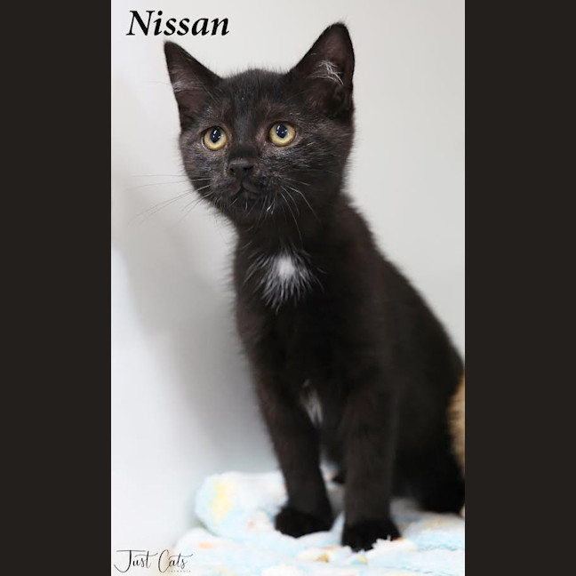 Photo of Nissan