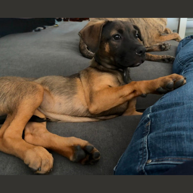Photo of Lief   12 Week Old German Shepherd X