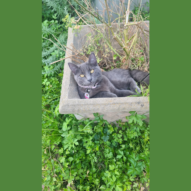 Photo of Isla – The Velvet Paw Dictator
