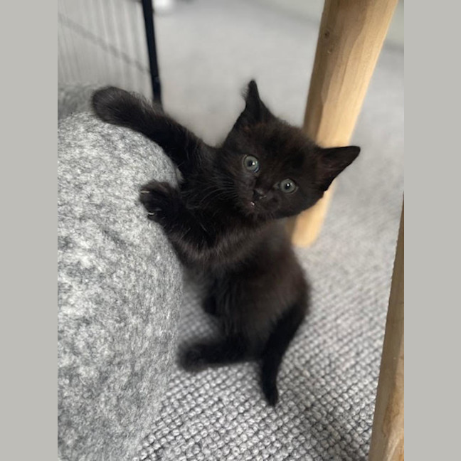 Photo of Pixie Belle