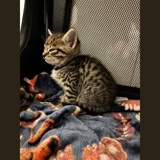 Photo of Ziggy