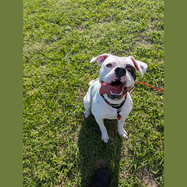 Photo of Blossom