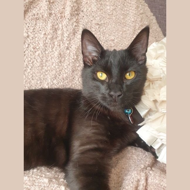 Photo of Raven