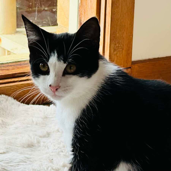 Photo of 💜 Nightshade 💜