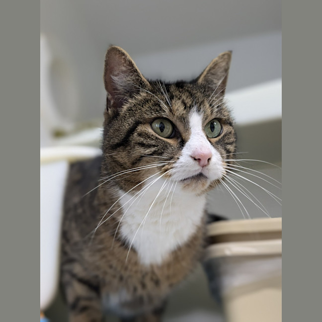 Photo of 🪕 Bruno 5422 🪕