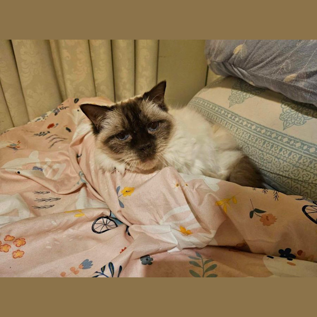 Photo of Bambi   Located In Roxburgh Park