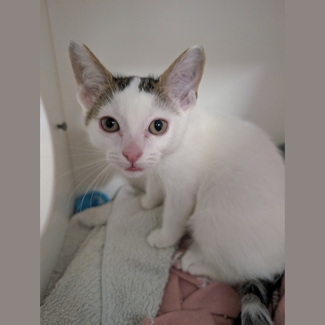 Photo of Zooperdooper