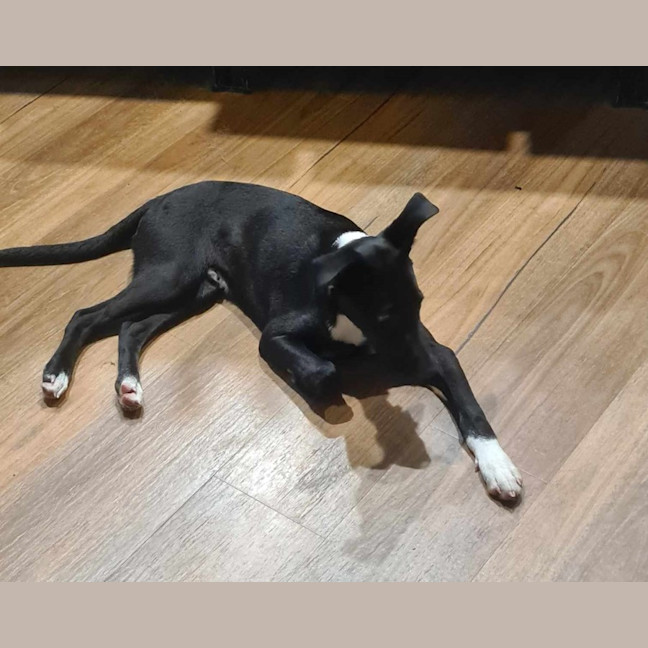 Photo of Bruno