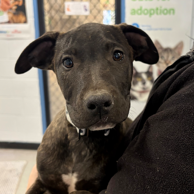 Photo of Sampson