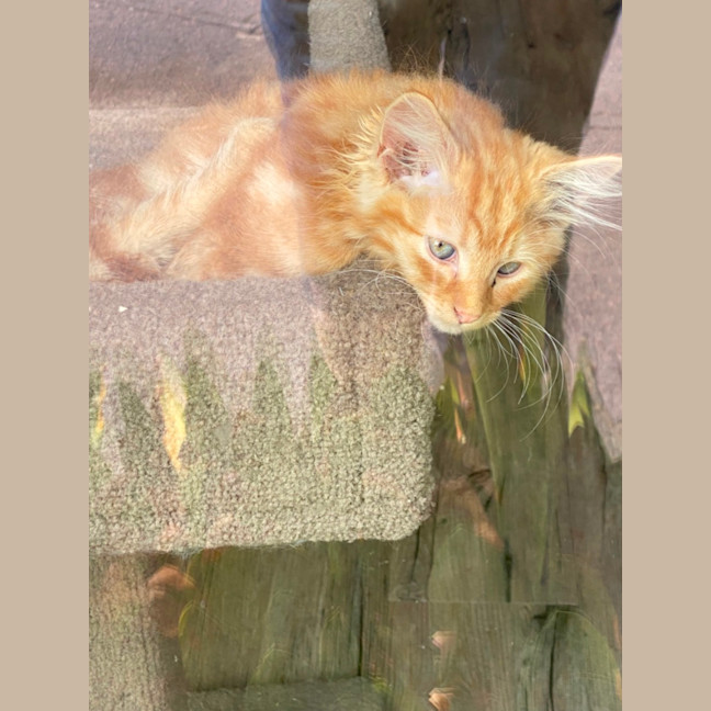 Photo of Blaze  Meet Me At Pet Stock Chelsea