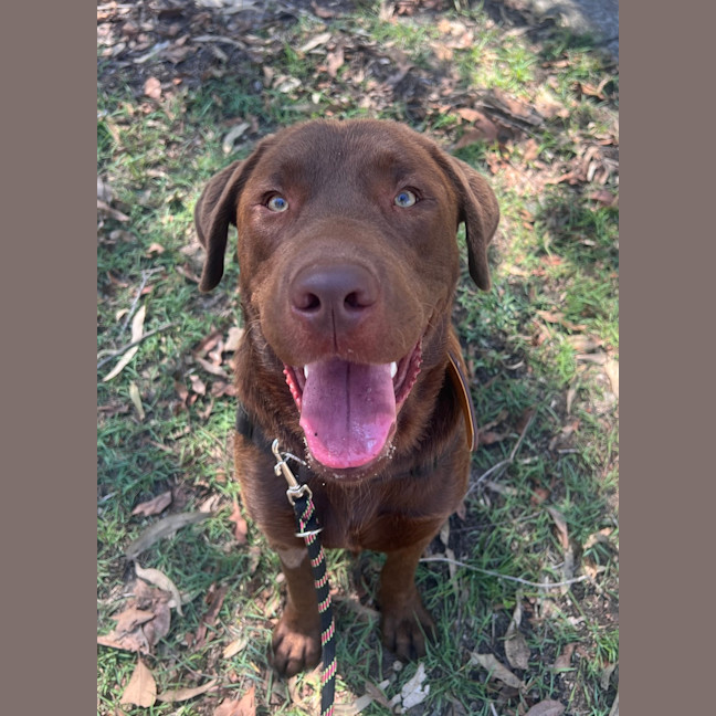 Photo of Bear