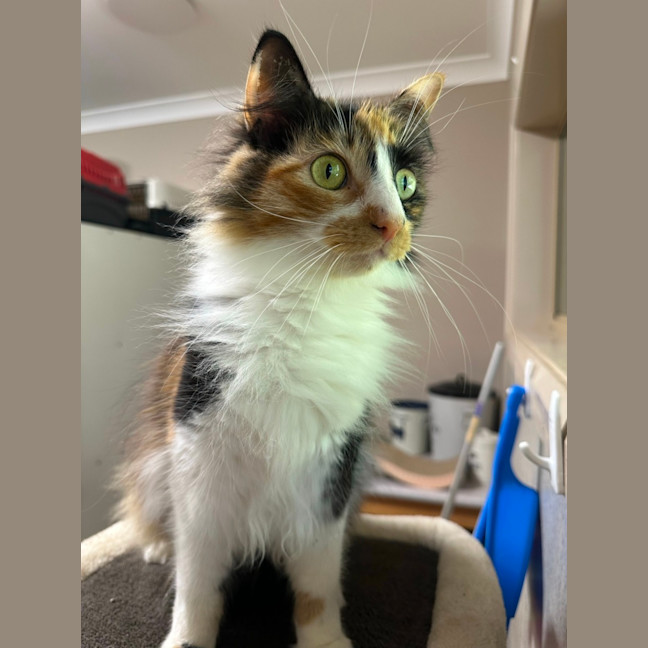 Photo of Marshmallow