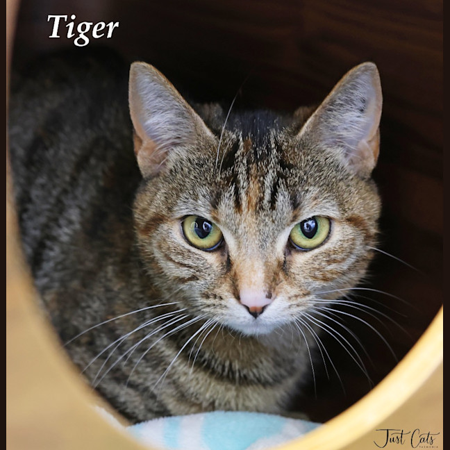 Photo of Tiger