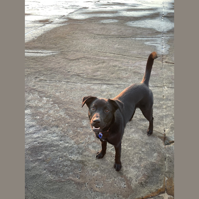 Photo of Puddin   1 Year Old Kelpie X Cattle Dog