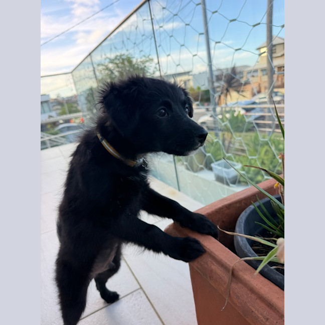 Photo of Rascal