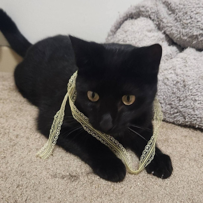 Photo of Aglaea Nova