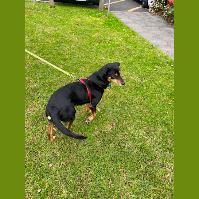 Photo of Hector