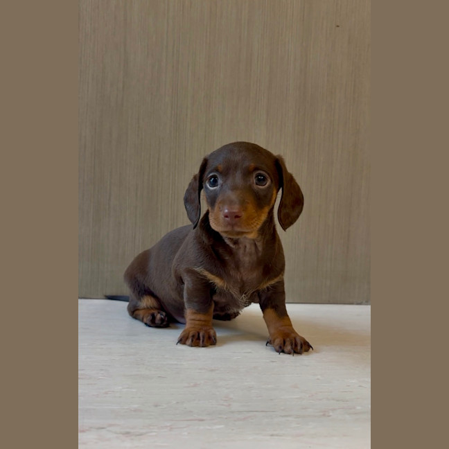 Photo of Alfie