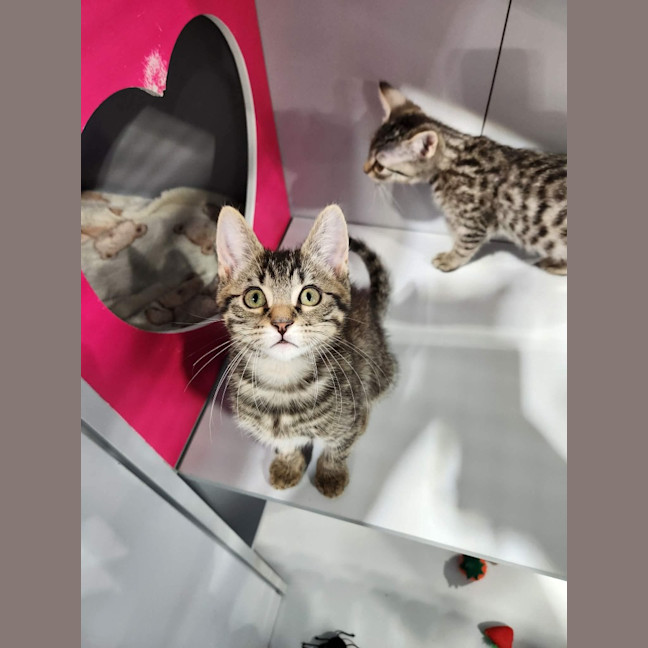 Photo of Gizmo
