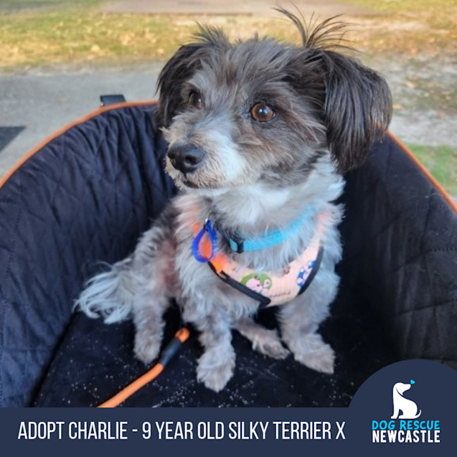 Photo of Charlie   9 Year Old Silky Terrier X