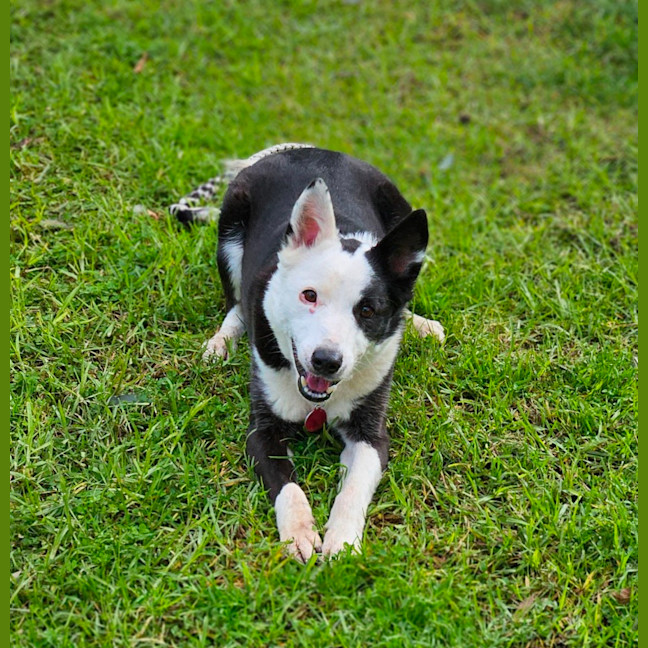 Photo of Lacy