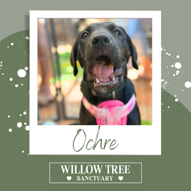 Photo of Ochre