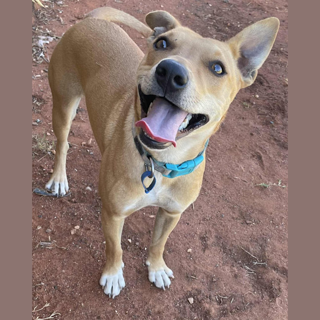 Photo of Gravy