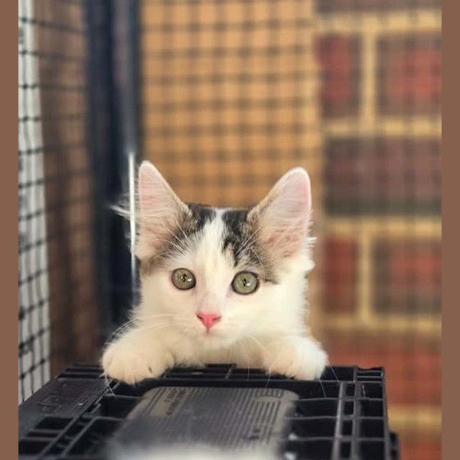 Photo of Lily