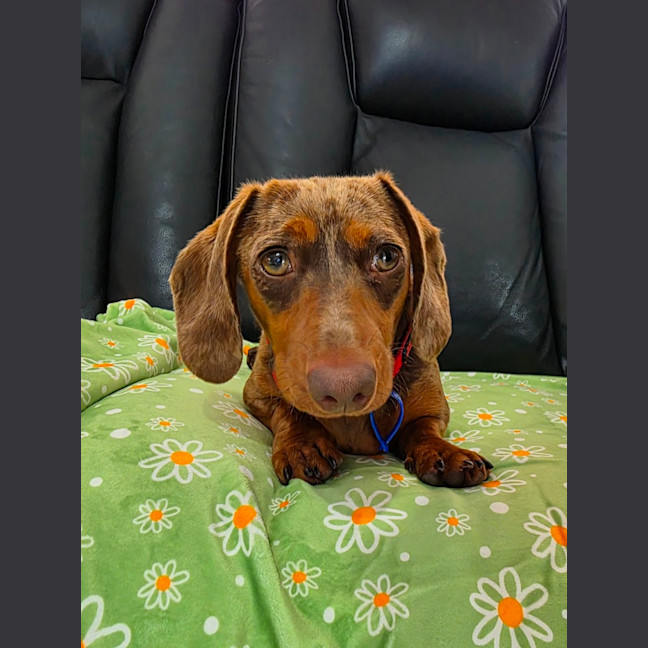 Photo of Rune   7 Month Old Dachshund