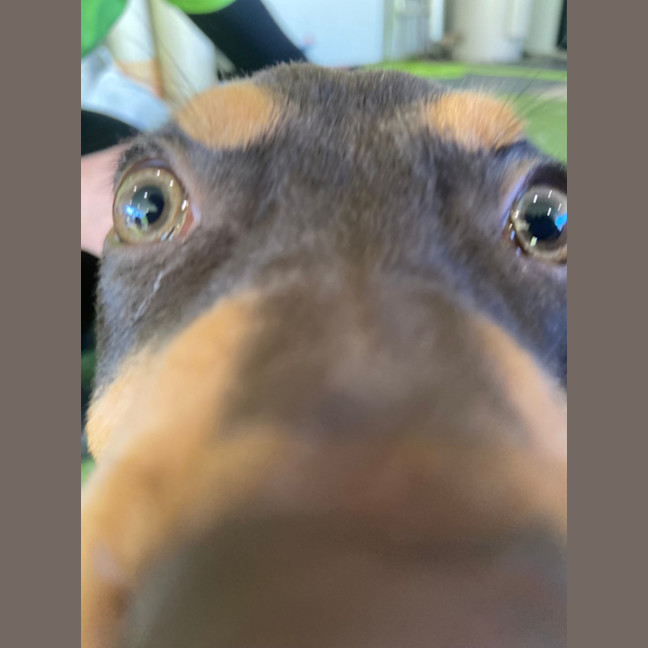 Photo of Darcy