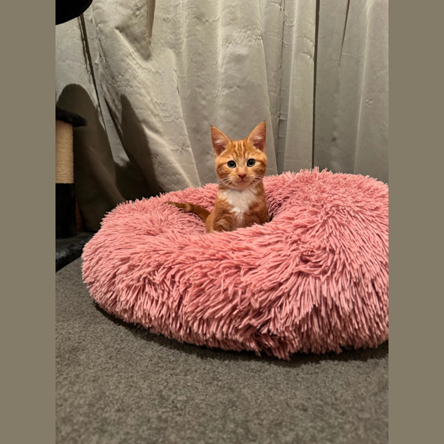 Photo of Cedar And Cypress